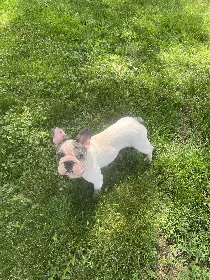 A young small-sized female White / Cream French Bulldog dog named Rosie for adoption in Momence, IL