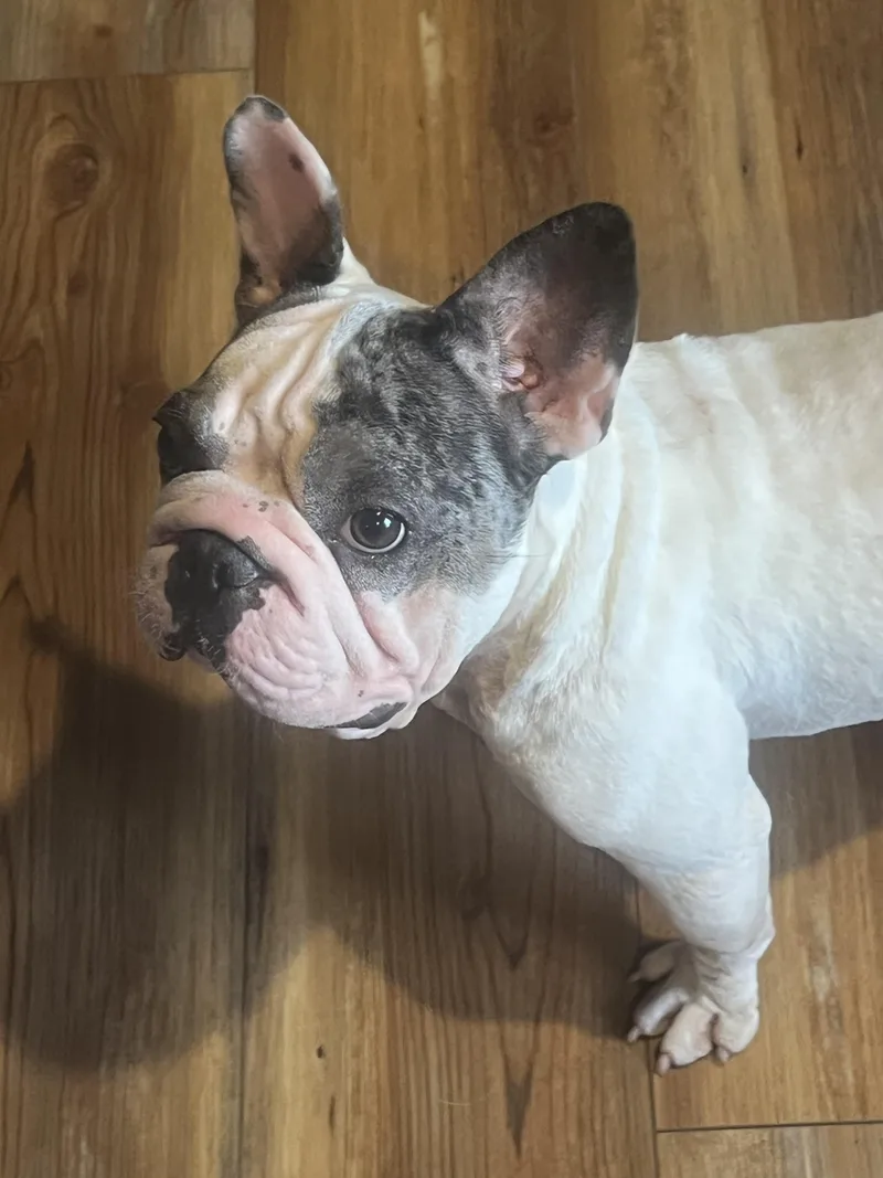 Rosie thumbnail 2