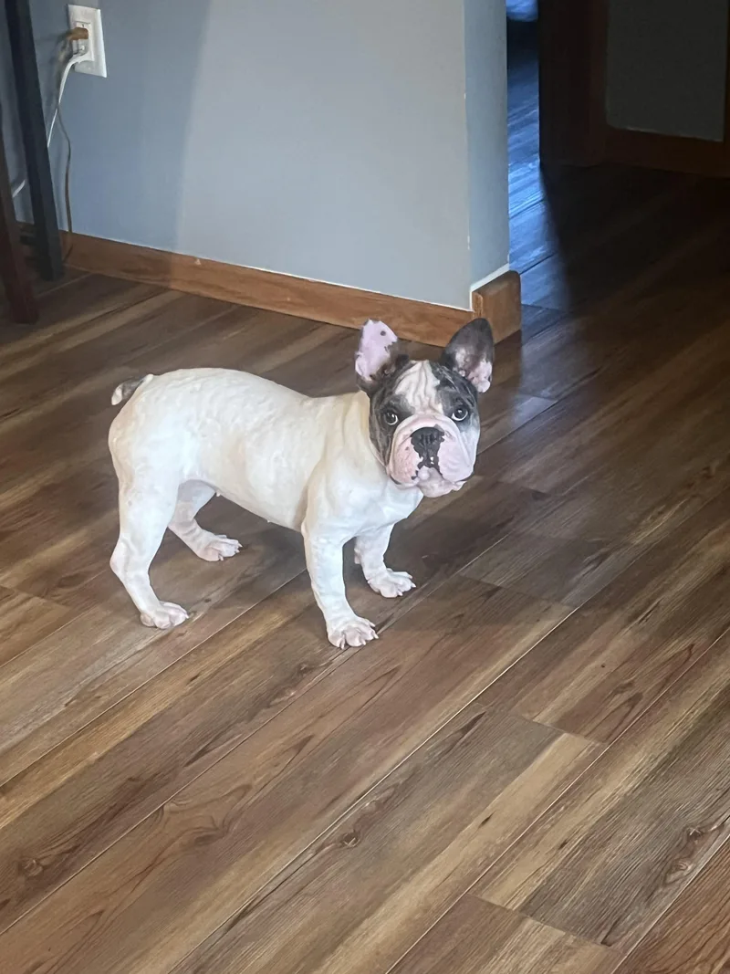 Rosie thumbnail 3