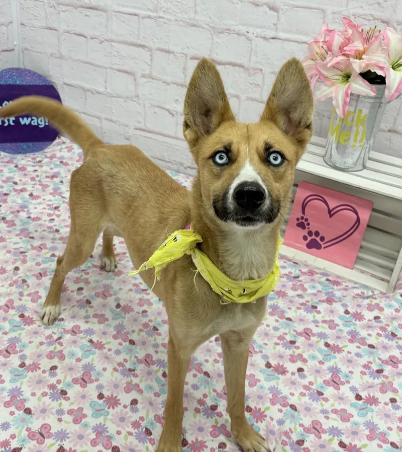 A young medium-sized female Mixed Breed dog named Kimberly for adoption in Detroit, MI