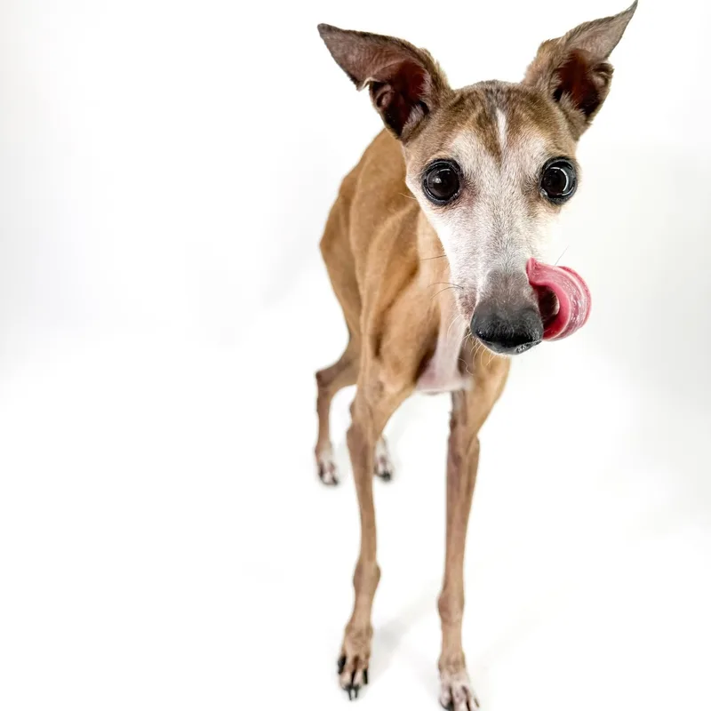 A senior small-sized male Brown / Chocolate Italian Greyhound dog named Thomas for adoption in Scottsdale, AZ