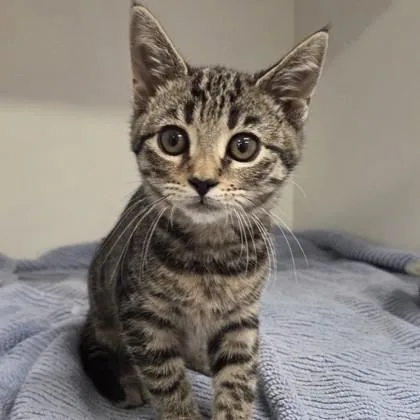 A baby small-sized female Domestic Short Hair cat named Yin for adoption in Voorhees, NJ