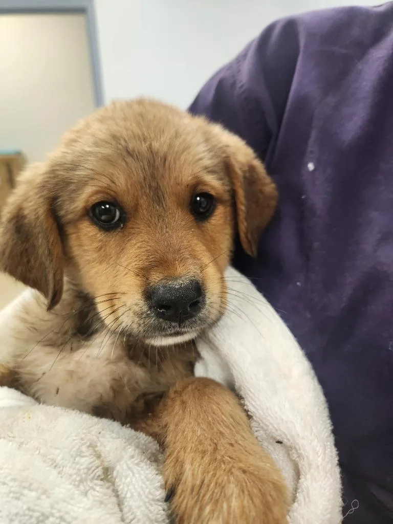 A baby medium-sized female German Shepherd Dog dog named Morticia for adoption in Belton, TX