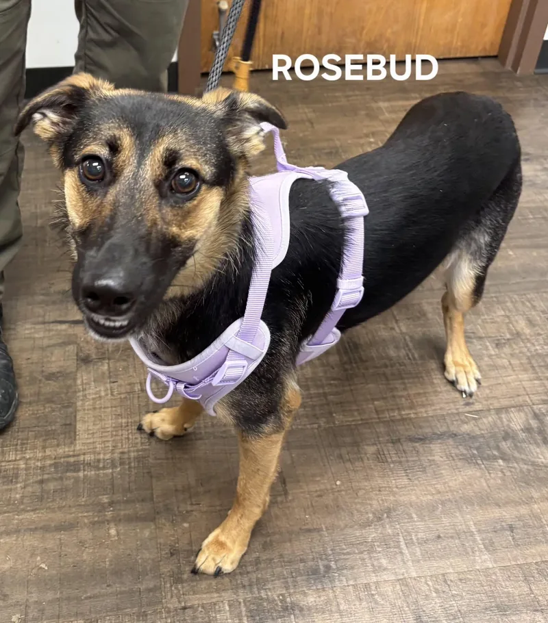 Rosebud thumbnail 5