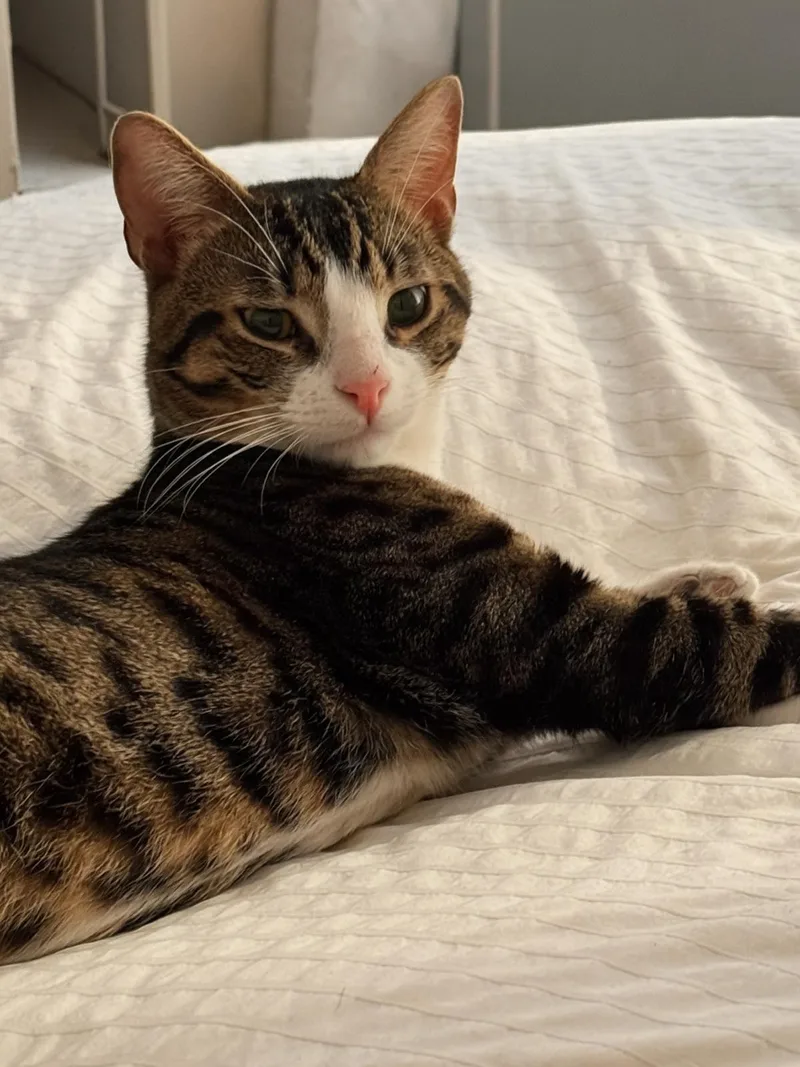A young medium-sized male Tabby (Brown / Chocolate) Domestic Short Hair cat named Teddy for adoption in New York, NY