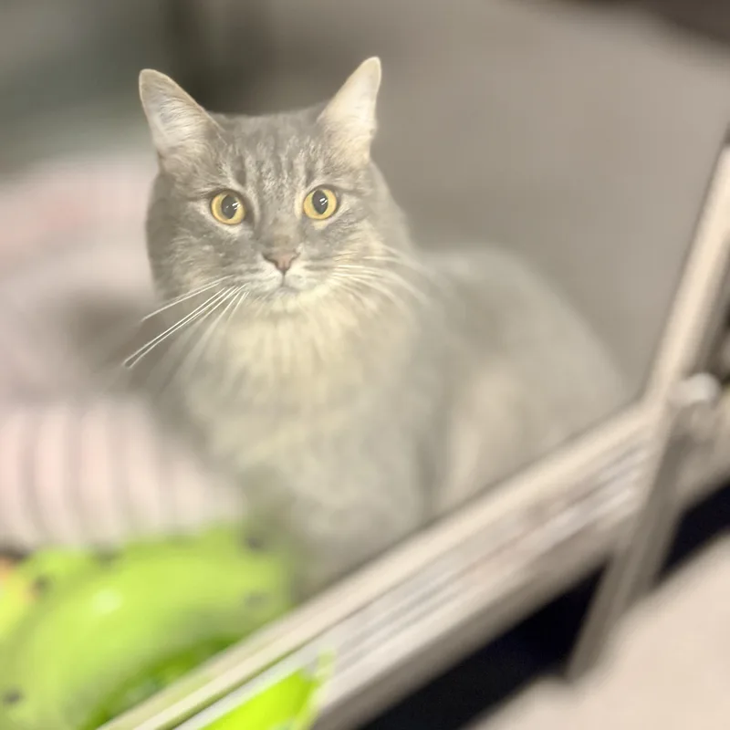 An adult medium-sized female Domestic Medium Hair cat named Sassy for adoption in Kearney, NE