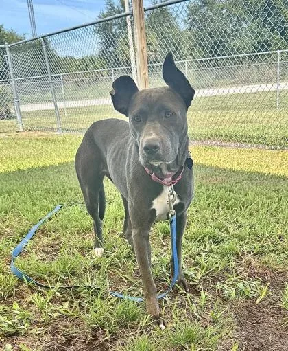 An adult large-sized female Pit Bull Terrier dog named Sterling for adoption in Vero Beach, FL