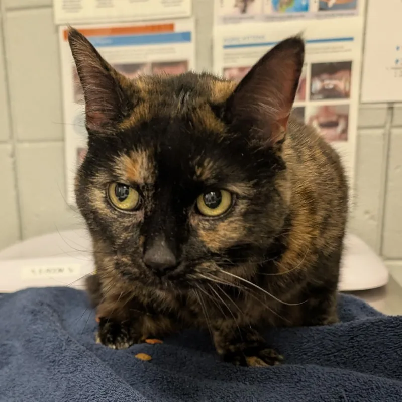 A senior medium-sized female Tortoiseshell Domestic Short Hair cat named Lucy for adoption in West Olive, MI
