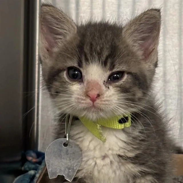 A baby small-sized male Domestic Medium Hair cat named Ziti for adoption in St. Louis, MO