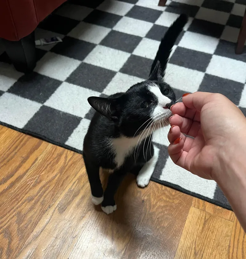 A young small-sized male Black & White / Tuxedo Domestic Short Hair cat named Baritone for adoption in Brooklyn, NY