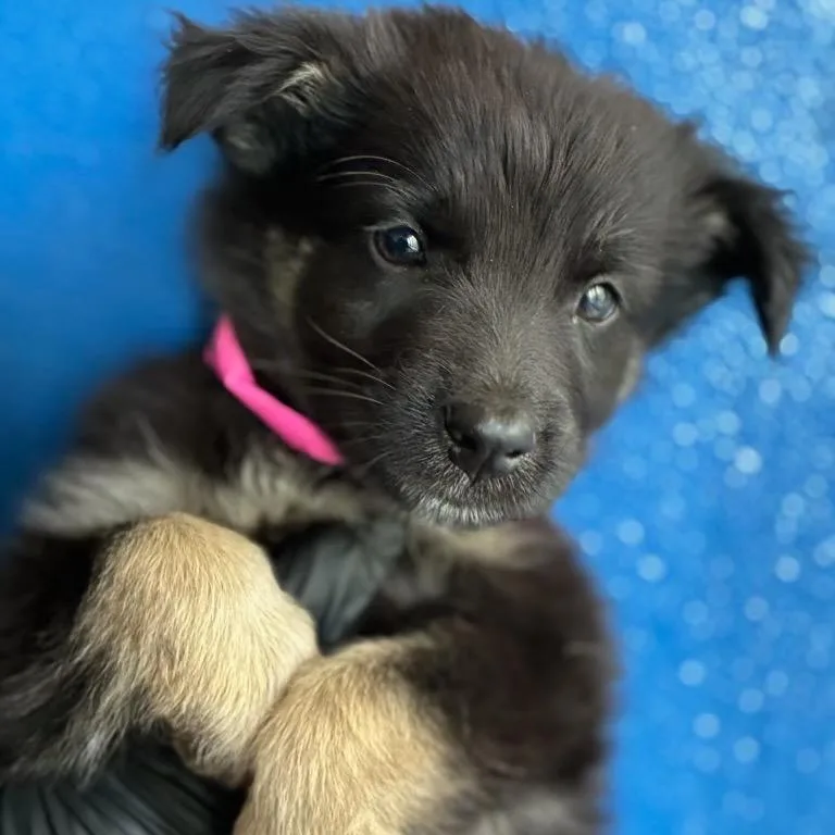 A baby medium-sized female Black Shepherd dog named Winker for adoption in Point Richmond, CA
