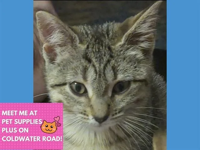 A baby small-sized female Domestic Short Hair cat named Sugar for adoption in Fort Wayne, IN