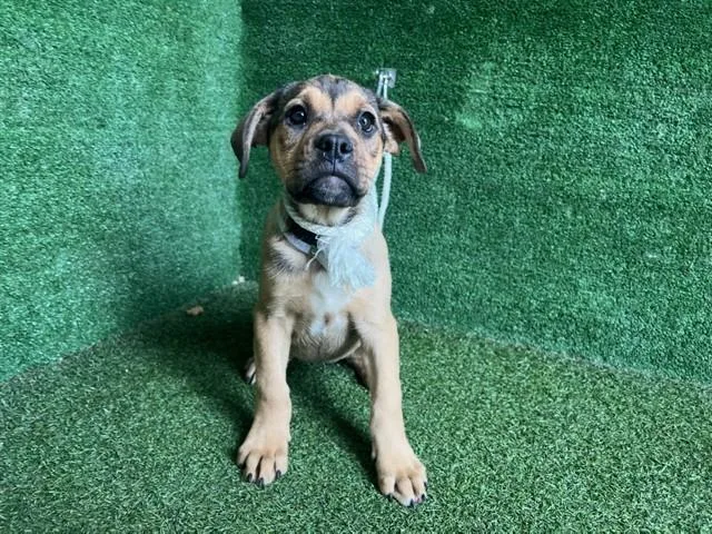 A baby small-sized female Rottweiler dog named Zaina for adoption in Lancaster, CA