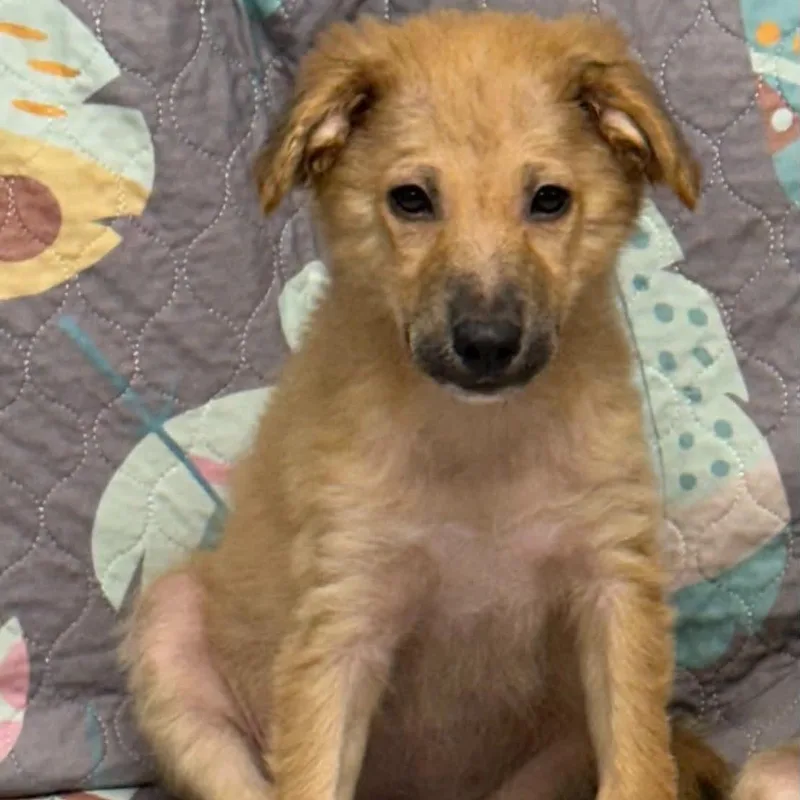 A baby medium-sized male Golden Labrador Retriever dog named Chupey for adoption in Sunderland, MD