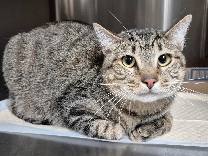 A young medium-sized male Domestic Short Hair cat named Cole for adoption in Cincinnati, OH