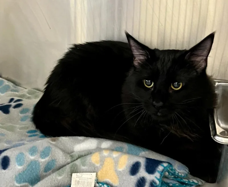 A young medium-sized male Domestic Medium Hair cat named Jack Black for adoption in Richland Hills, TX