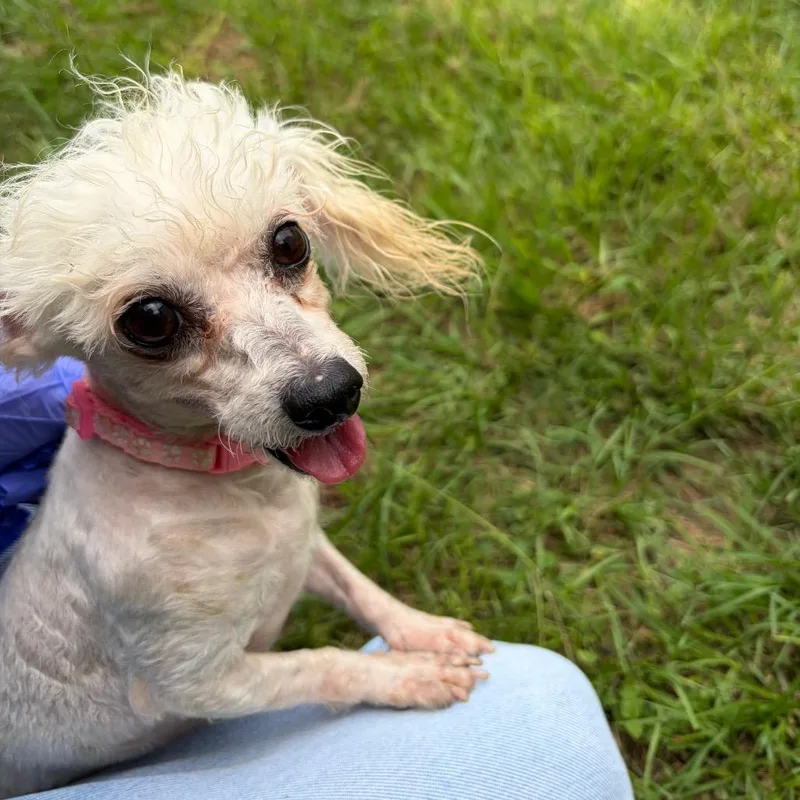 An adult small-sized female White / Cream Maltese dog named Alani for adoption in Houston, TX