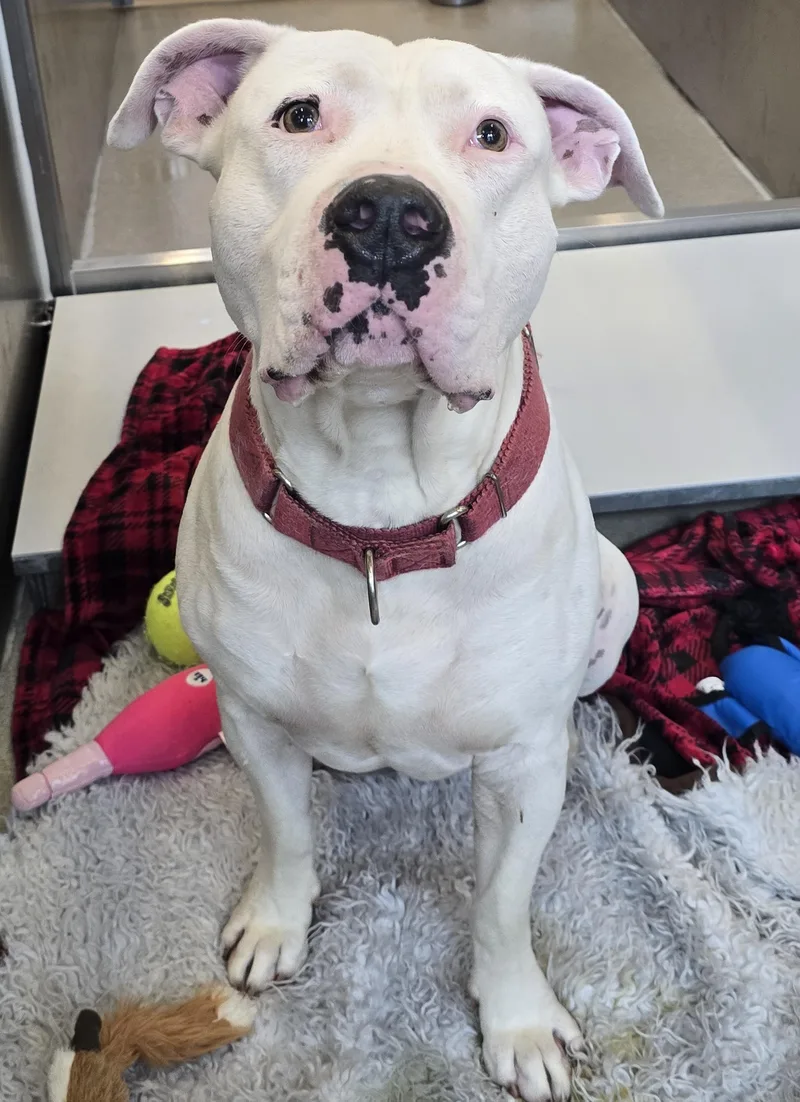 An adult large-sized male White / Cream Pit Bull Terrier dog named Hercules for adoption in Amityville, NY
