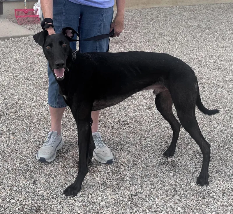 An adult large-sized male Greyhound dog named Cody for adoption in Westerville, OH