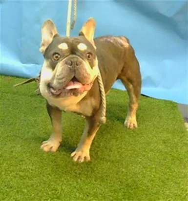 An adult medium-sized male French Bulldog dog named A for adoption in Gardena, CA