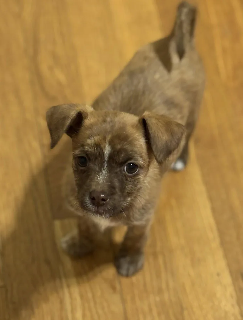 A baby small-sized female Yorkshire Terrier dog named Truffle for adoption in Seattle, WA