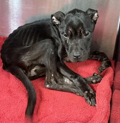 An adult small-sized female Mixed Breed dog named Smithfield for adoption in Chamblee, GA