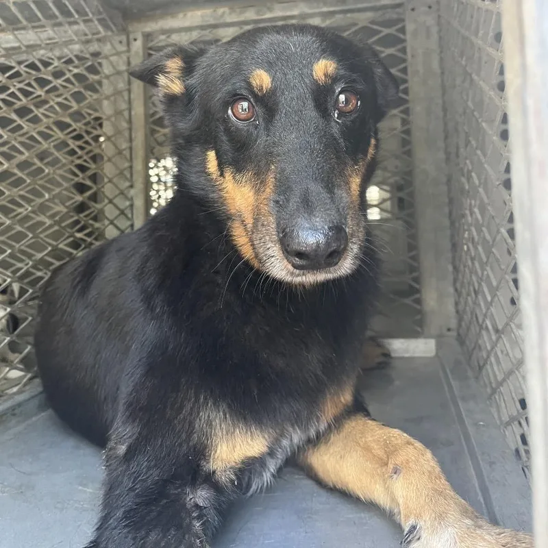 An adult medium-sized male Black Shepherd dog named Coy for adoption in Edinburg, TX