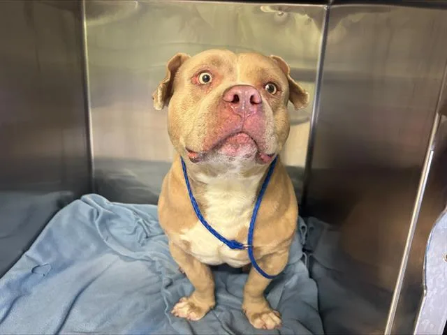 A young large-sized male American Bulldog dog named Quasimodo for adoption in Grand Prairie, TX