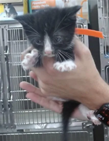 A baby small-sized male Domestic Short Hair cat named Chip for adoption in Salinas, CA