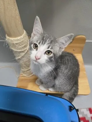 A baby small-sized male Domestic Short Hair cat named Comet for adoption in Cumming, GA