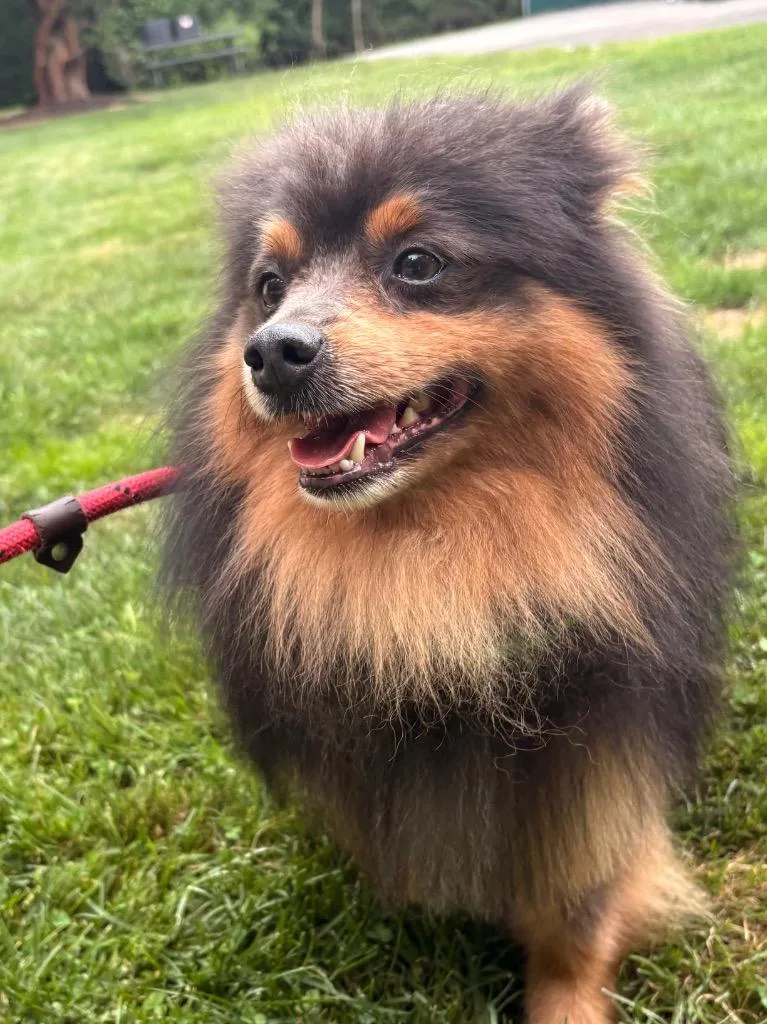 Lord Whistlepom