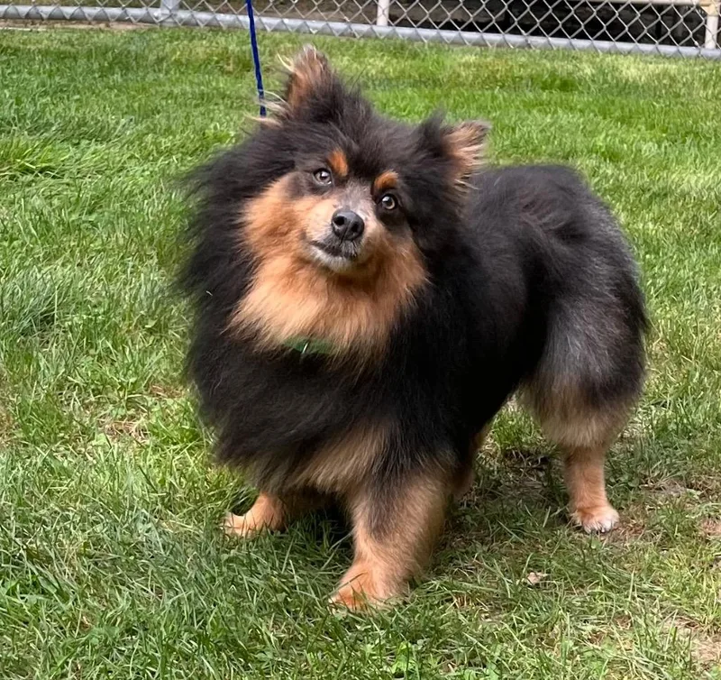 Lord Whistlepom thumbnail 2