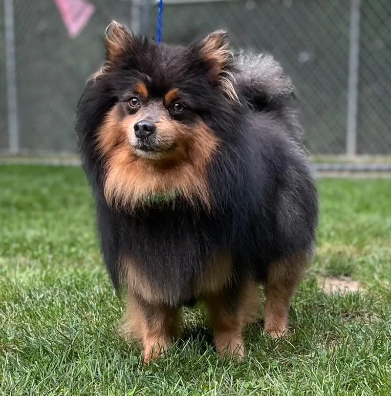 Lord Whistlepom thumbnail 3