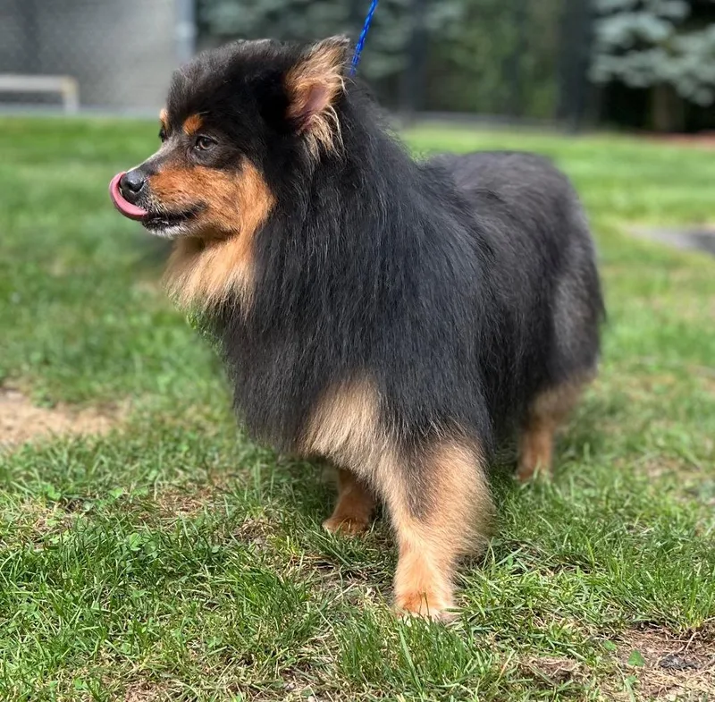 Lord Whistlepom thumbnail 4
