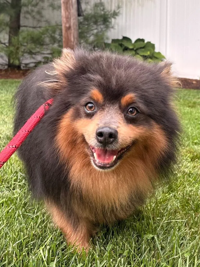Lord Whistlepom thumbnail 5