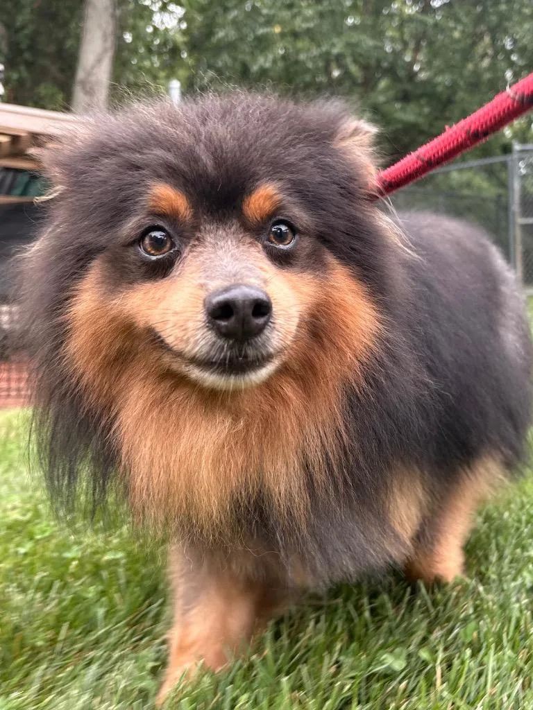 Lord Whistlepom thumbnail 6