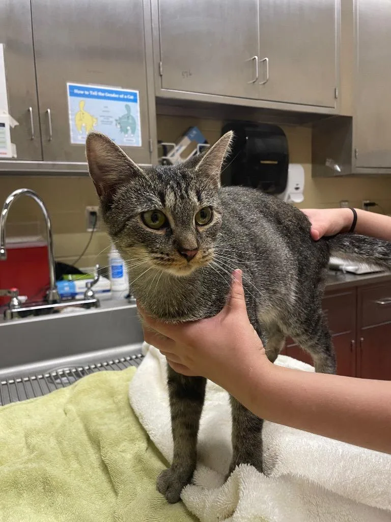 A young small-sized female Domestic Short Hair cat named Jasmine for adoption in Douglasville, GA