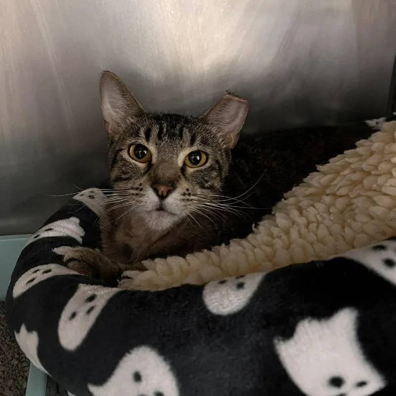A baby medium-sized female Brown / Chocolate Domestic Short Hair cat named Nuthatch for adoption in Edwardsville, IL