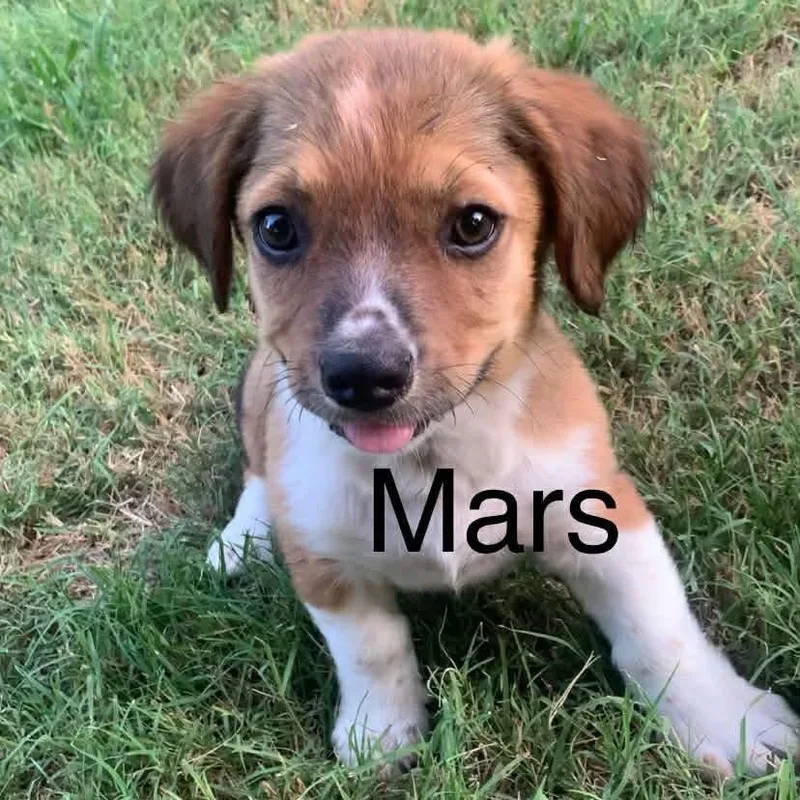 Mars