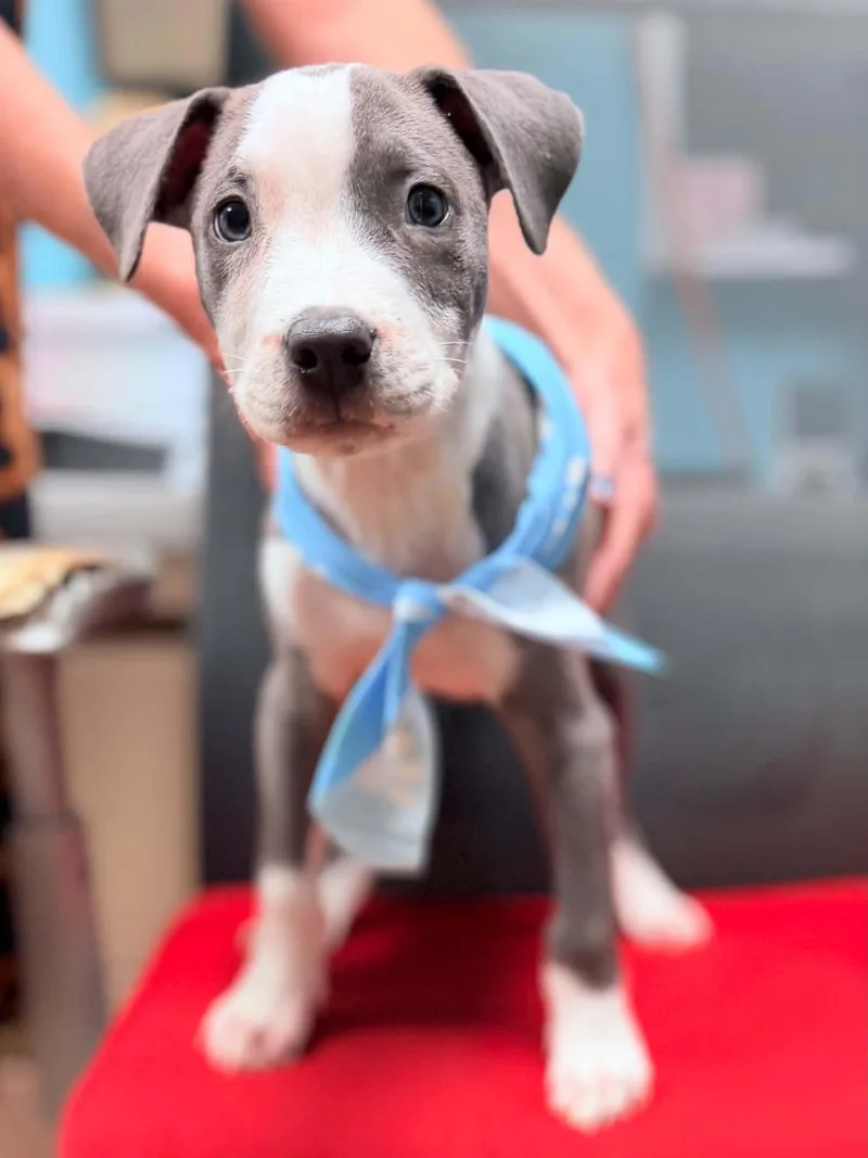 A baby medium-sized male Gray / Blue / Silver Pit Bull Terrier dog named Cj for adoption in Brunswick, ME