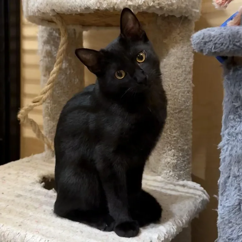 A baby medium-sized female Black Domestic Short Hair cat named Reine for adoption in Manhattan Beach, CA