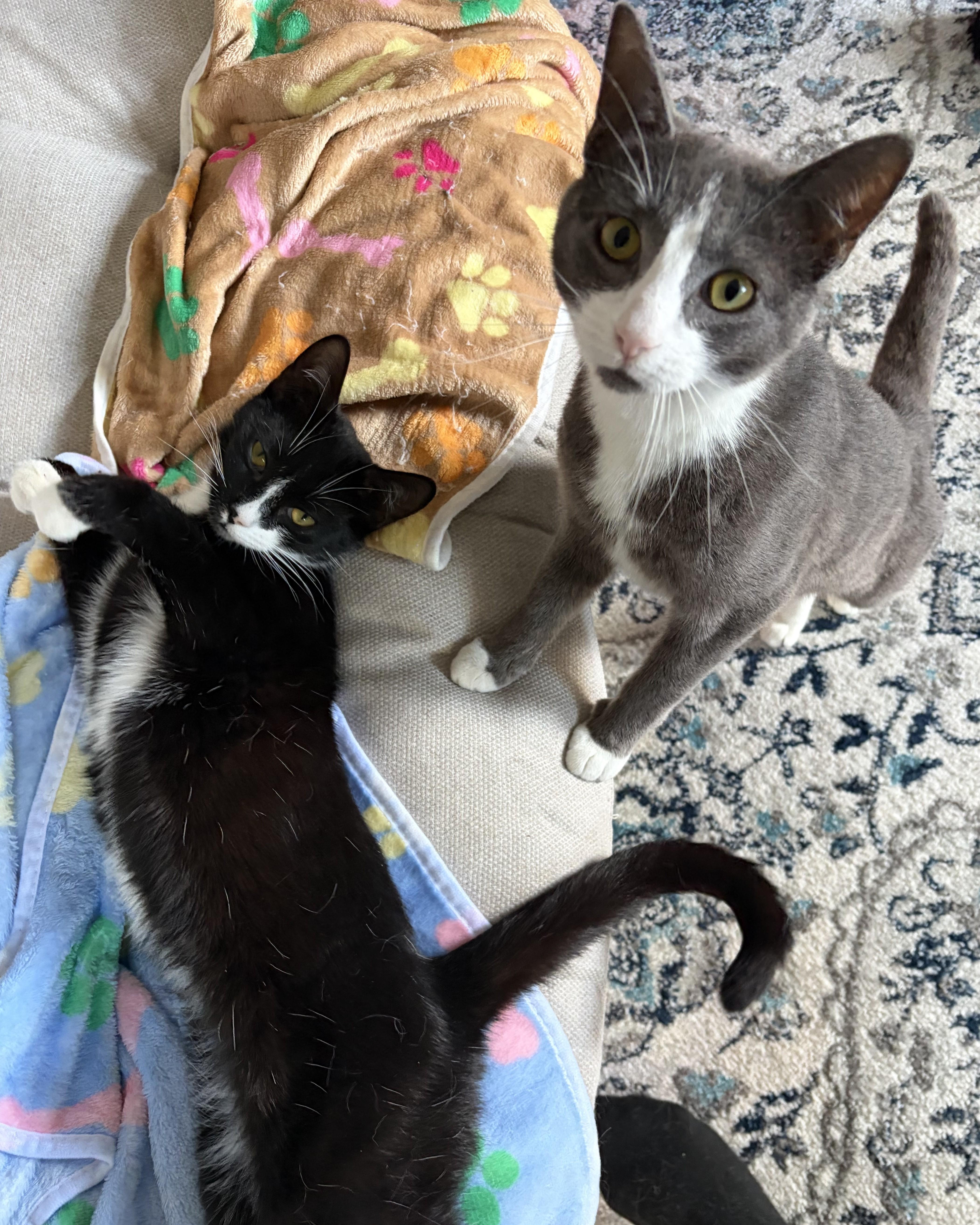 A baby medium-sized male Black & White / Tuxedo Domestic Short Hair cat named Tanner & Tyler for adoption in Lemoyne, PA