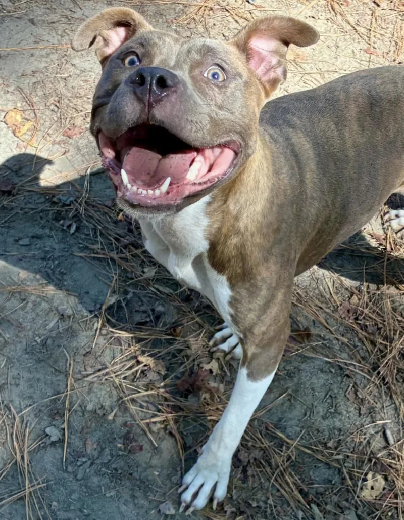 An adult medium-sized female Brindle Pit Bull Terrier dog named Ruby for adoption in Heathsville, VA
