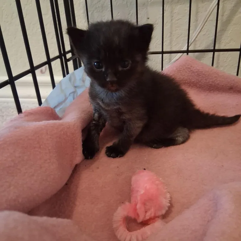A baby small-sized female Black Domestic Short Hair cat named Minotaur for adoption in San Antonio, TX