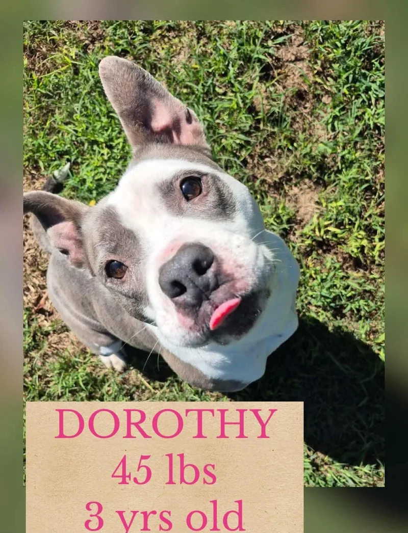 A baby large-sized female Mixed Breed dog named Dorothy for adoption in Holbrook, NY
