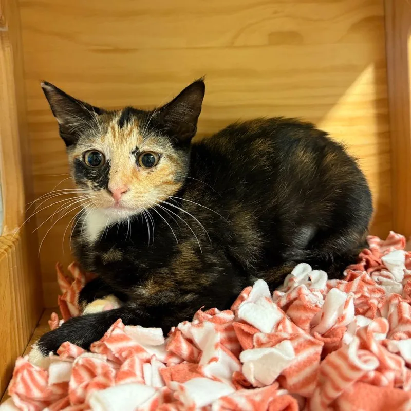 A baby small-sized female Calico Domestic Short Hair cat named Jojo for adoption in Naples, FL
