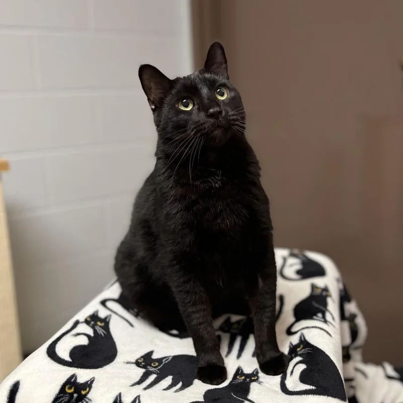A senior large-sized male Black Domestic Short Hair cat named Bismarck for adoption in Fargo, ND