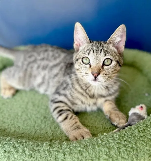 A baby small-sized female Domestic Short Hair cat named Sapphire for adoption in Bonsall, CA