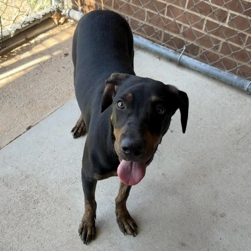 An adult medium-sized female Black Doberman Pinscher dog named Jazzy for adoption in Birmingham, AL