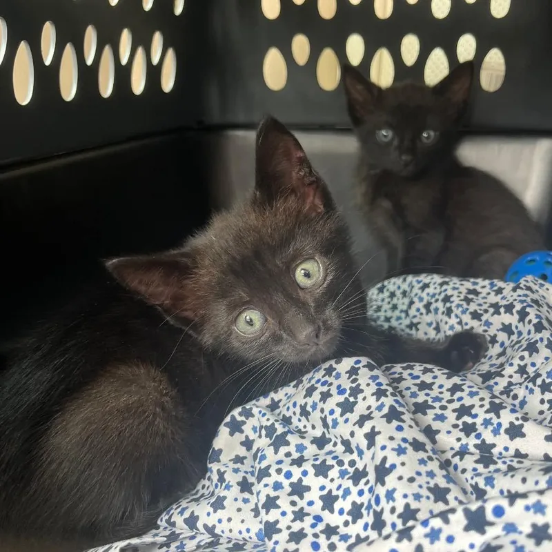 A baby small-sized male Black Domestic Medium Hair cat named Eclipse for adoption in Seminole, FL